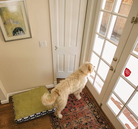 XH Equipment Motion Pet View